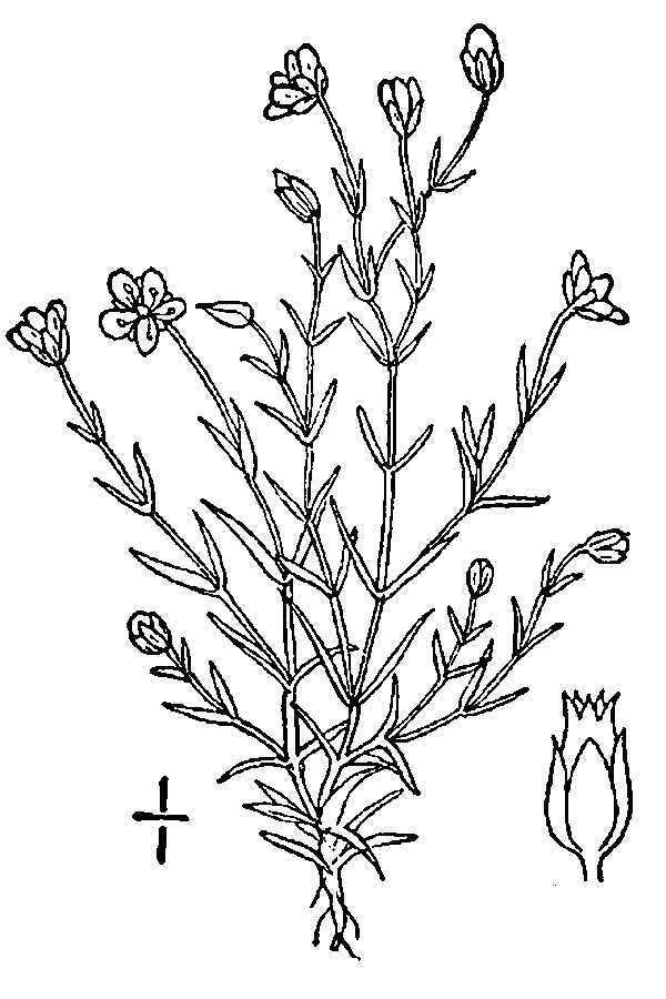 Image of Alpine Pearlwort