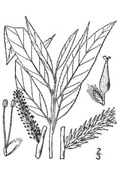 Image of silky willow