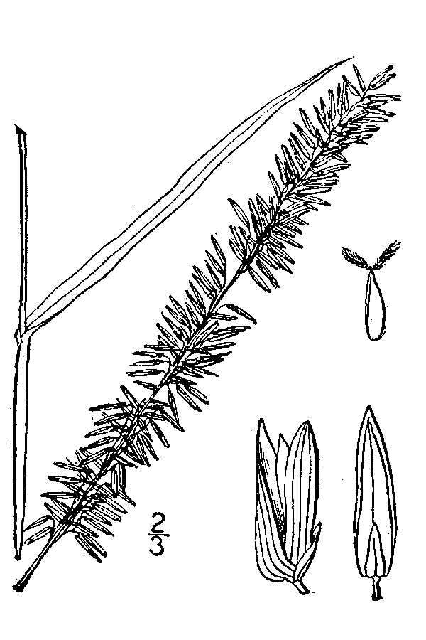 Plancia ëd Sacciolepis striata (L.) Nash