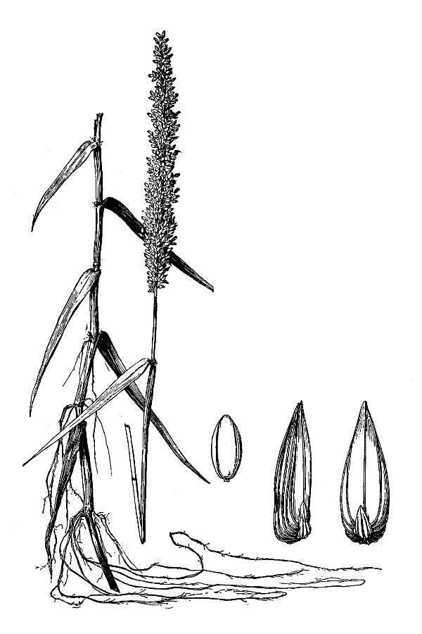 Plancia ëd Sacciolepis striata (L.) Nash