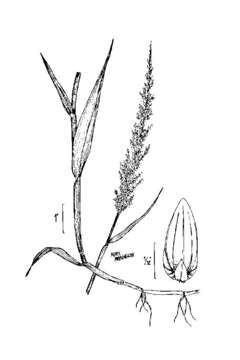 Plancia ëd Sacciolepis striata (L.) Nash