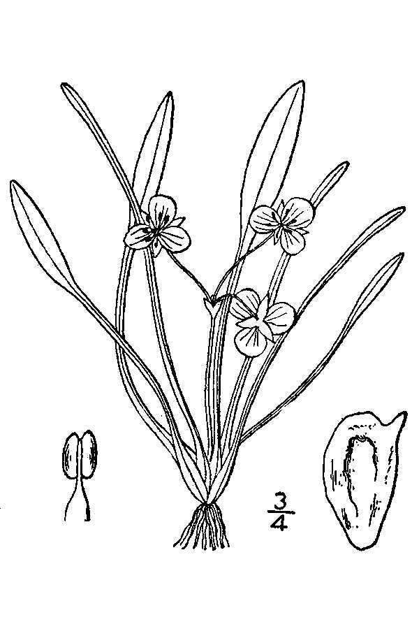 Imagem de Sagittaria subulata (L.) Buchenau