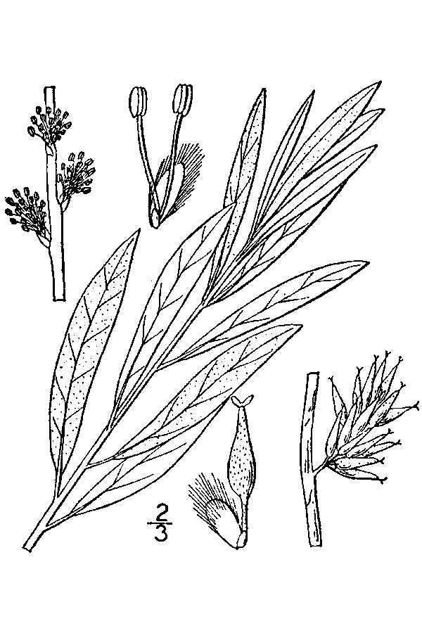 Image of prairie willow