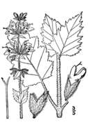 Image of verbena sage