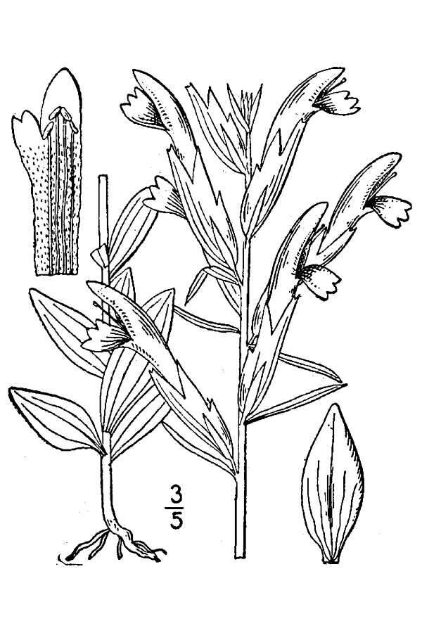 Image of Chaffseed