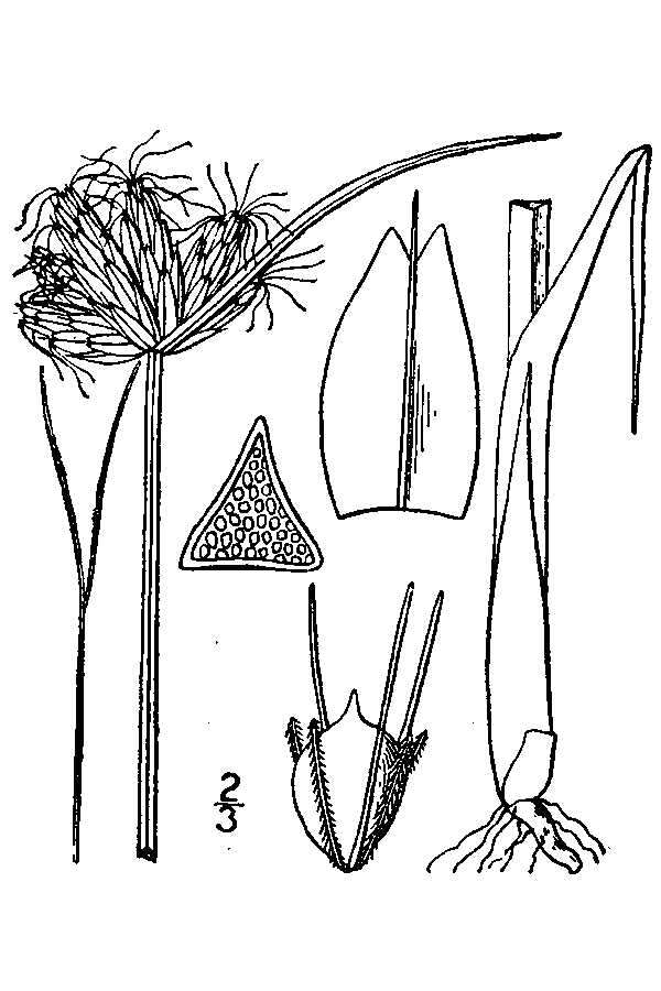 Plancia ëd Schoenoplectus americanus (Pers.) Volkart