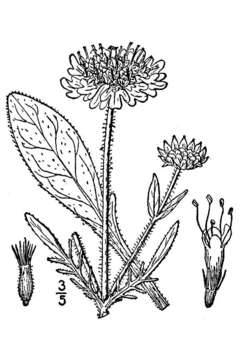 Слика од Knautia arvensis (L.) Coulter