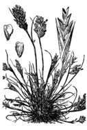 Image of common Mediterranean grass