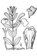 Sivun Scutellaria brittonii Porter kuva