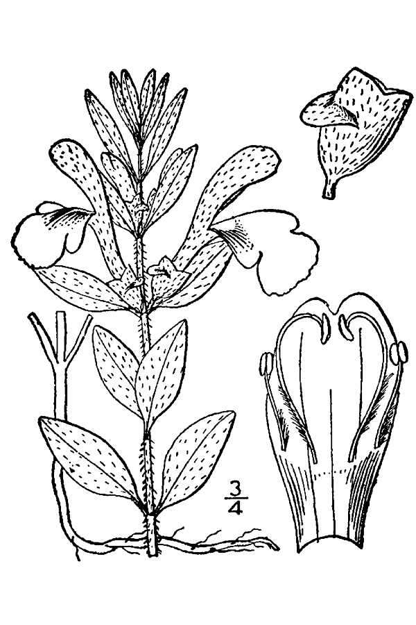 Sivun Scutellaria brittonii Porter kuva