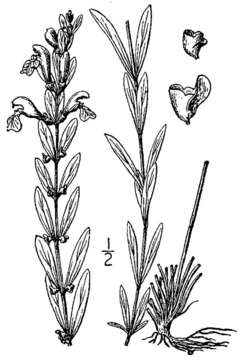 Image of Bush's skullcap