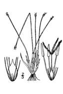 Image of Deergrass