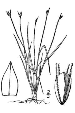 Image of Clinton's Leafless-Bulrush