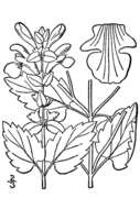 Sivun Scutellaria ovata subsp. ovata kuva