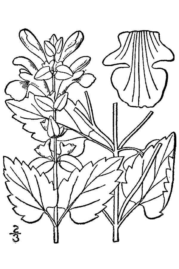 Sivun Scutellaria ovata subsp. ovata kuva
