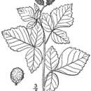 Image of fragrant sumac