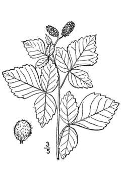 Image of fragrant sumac
