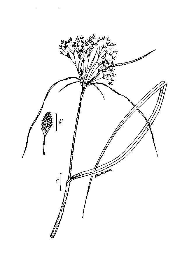 Imagem de Scirpus cyperinus (L.) Kunth