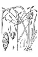 Image of Spreading Bulrush