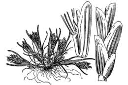 Image de Sclerochloa