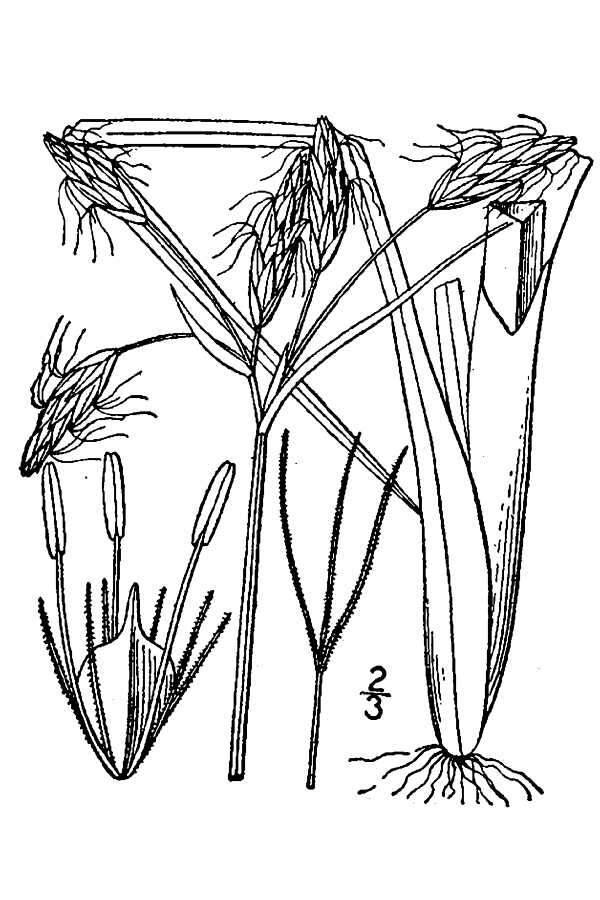 Слика од Schoenoplectus etuberculatus (Steud.) Soják