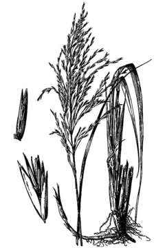 Image de Scolochloa