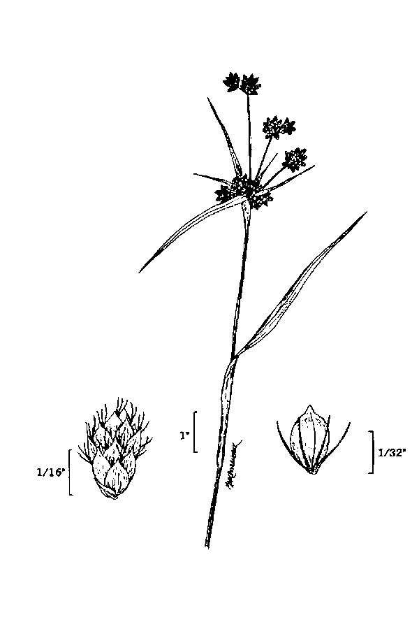 Sivun Scirpus georgianus R. M. Harper kuva