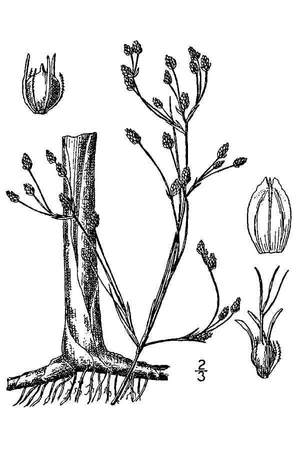 Image of slender bulrush