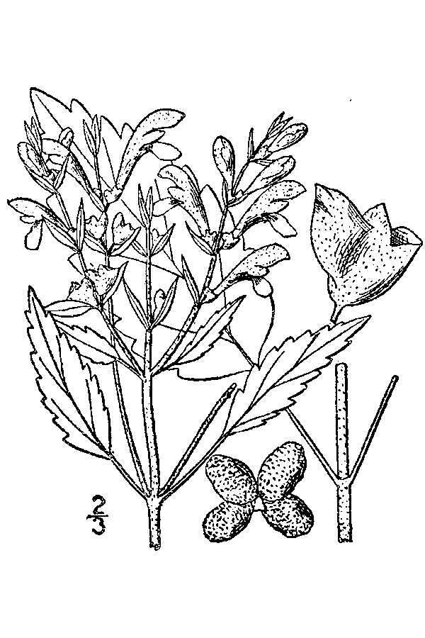 Image of hoary skullcap