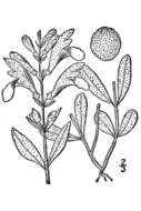 Sivun Scutellaria integrifolia L. kuva