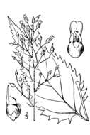 Image of American figwort