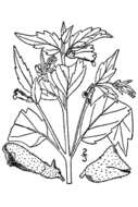 Sivun Scutellaria lateriflora L. kuva
