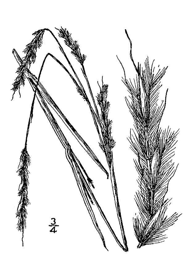 Imagem de Schizachyrium scoparium (Michx.) Nash
