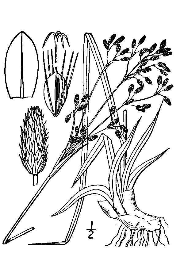 Image of drooping bulrush