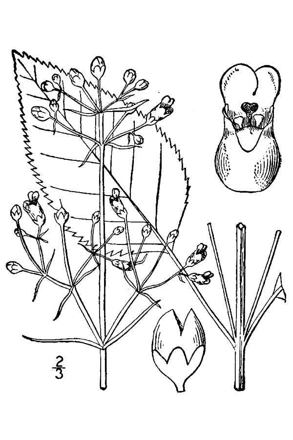 Scrophularia marilandica L. resmi