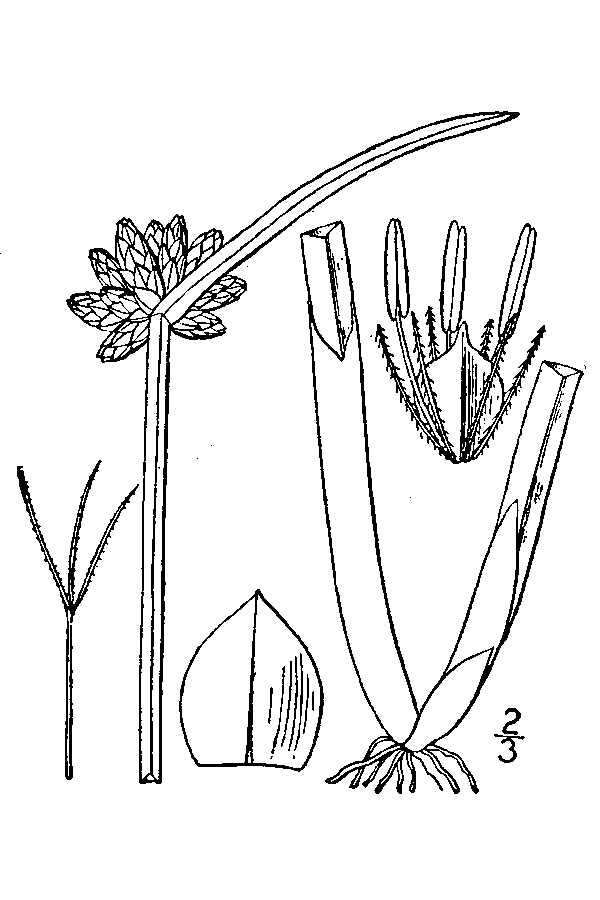 Schoenoplectiella mucronata (L.) J. Jung & H. K. Choi resmi