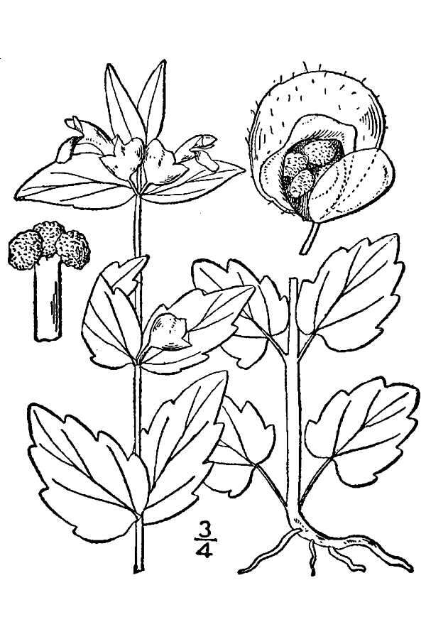 Sivun Scutellaria nervosa Pursh kuva