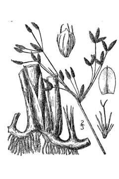 Imagem de Schoenoplectus acutus var. occidentalis (S. Watson) S. G. Sm.