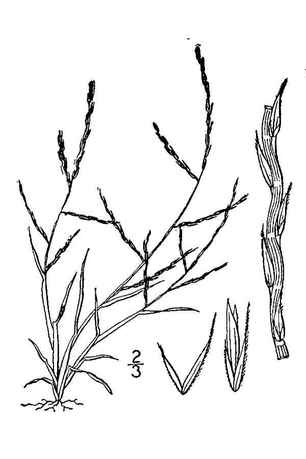 Plancia ëd Muhlenbergia paniculata (Nutt.) P. M. Peterson
