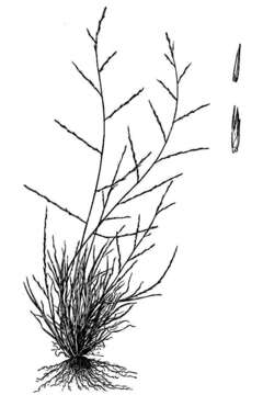 Image de Muhlenbergia paniculata (Nutt.) P. M. Peterson