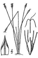 Imagem de Eleocharis quinqueflora (Hartmann) O. Schwarz