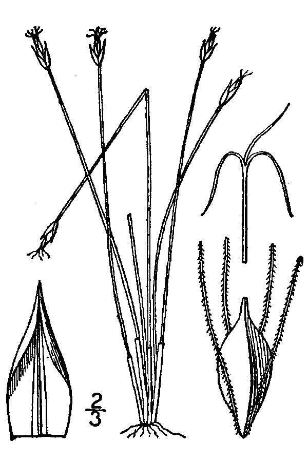 Imagem de Eleocharis quinqueflora (Hartmann) O. Schwarz