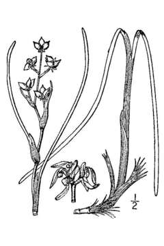 Image of pod-grass family