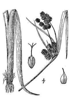 Imagem de Scirpus pallidus (Britton) Fernald