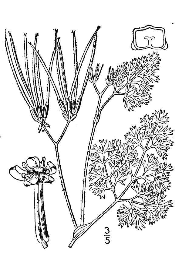 Scandix pecten-veneris L. resmi