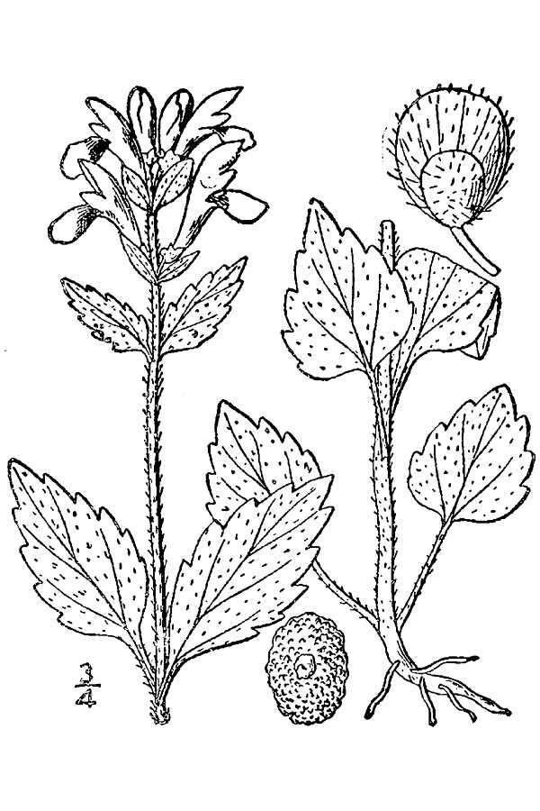 Sivun Scutellaria elliptica var. elliptica kuva
