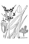 Image of Leafy Bulrush