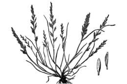 Image of fern-grass