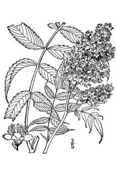 Image of false spiraea