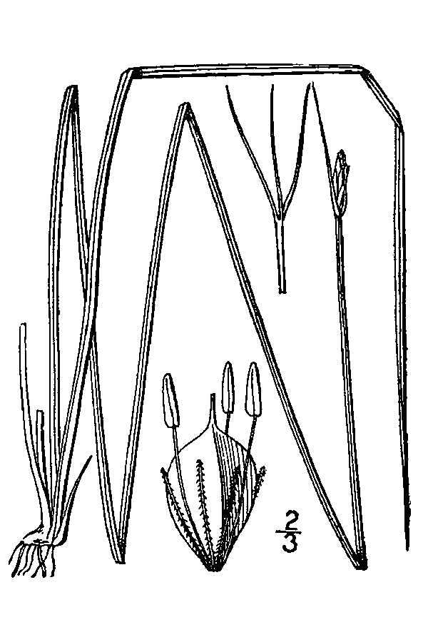 Plancia ëd Schoenoplectus subterminalis (Torr.) Soják